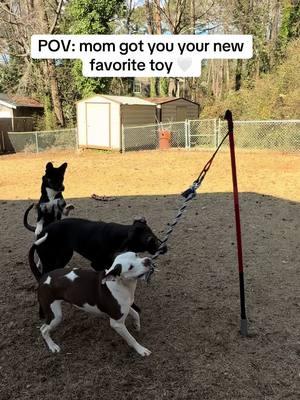 Late Christmas present for the babies!! Highly recommend this toy for your doggies 🤍  @Tether Tug #fyp #tethertug #foryou #foryoupage #dogtoy #bestdogtoy #dogtoys #review #dogtoyreview #dogmom #dogsoftiktok #dogtoyrecommendations #recommendations #foryoupageofficiall 