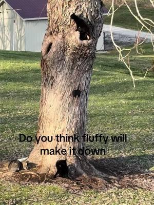 You better get down fluffy because you get hurt #creatorsearchinsights #fyp #fyppppppppppppppppppppppp #fypシ #PetsOfTikTok #catsoftiktok #catclimbingtree #catlife 