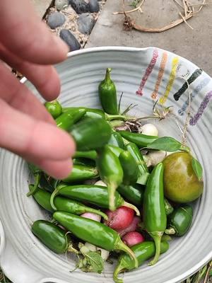 here comes the freeze! had to harvest and start prepping the yard! #freeze #garden #harvest #organic #peppers #tomatoes #luffa #radishes #blackcat #cat  #9b #texas 