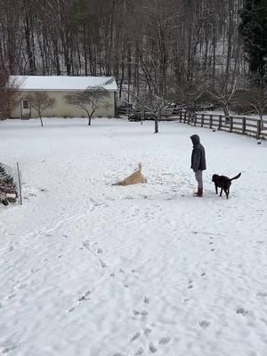 Trace goes home tomorrow, we will miss him!!  #pet #petsitting #petsitter #petsittinglife #dog #dogsoftiktok #PetsOfTikTok #fypage #newyear #goldenretriever #labrador #retriever #labradorretreiver #chocolatelab #