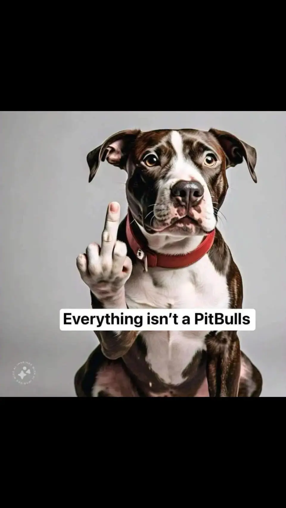 Pit Bulls aren’t Blue, Gray, Merle, Tri Colors, or White with Patches. Pit Bull isn’t a Blanket Term, Umbrella Term or a category Pit Bull is short way of saying American Pit Bull Terriers. Pit Bull have Bruce Lee body narrow head. Pit Bull was breed for legal purposes. Pit Bull aren’t human aggressive they are animal aggressive. Stop Mislabeling dog breeds. Everything isn’t a PitBulls. ##unitedstates##unitedkingdom##canada##netherlands##jamaica##australia##africa##china##brazil##russia##everyone##videoviral##virał##pets##dogs##petlovers##DogTraining##doggrooming##boarding##pitbulls##pit##pitbull##pitbullsoftiktok##bluenose##bluenosepitbull##bluenosepitbullpuppy##ambully##amstaff##staffy##americanbully##americanstaffordshireterrier##staffordshirebullterrier##xlpitbull