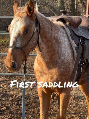 If you let them wear the saddle for a few hours on their own, I promise the 2nd saddling will be so much easier. Let them explore it, get comfortable and have the time to adjust to this new scary thing on their back! 🤗 #firstsaddling #appy #coltstarting #roundpen #groundwork #horses #fridayvibes 