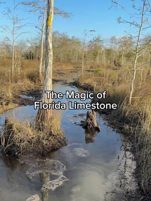 The Swamp is our Mother📍Gator Hook, Big Cypress #swampwitch #floridawitch#environment#witchtok 