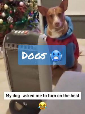 "Cold As Ice" Dogs 🥶 🔹️ #dogsoftiktok #doglover #dogs #colddogs #snow #iceweather #coldweather #dogvideos #ice #funnydog #funnyvideo #pets #funny #hilarious #petvideos #coldasice #foreigner #genx 