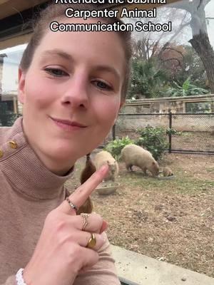 So thankful that I was able to attend Sabrina Carpenter’s animal communication school, it came in handy when meeting Tupi the Capybara!! He is just PERFECT!!! #capybara #tupi #sanantoniozoo #knightsoftherotundtable #sabrinacarpenter #babyanimals 