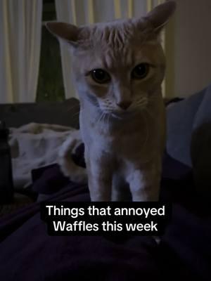 It’s a new year, but the same old Waffles! #fyp #foryou #cats #grumpycat #annoyedcat #orangecat #waffles #maple #catsoftiktok #catsanddogs #pets #PetsOfTikTok #friends #Siblings 