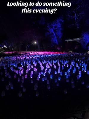 This was truly magical! A great start to the new year! (Not a paid partnership) @Descanso Gardens #lightshow #walkthroughlights #descansogardens #enchantedforestoflight #lacanadaflintridge #funlights #socal #thingstodoinsocal #fundestination 