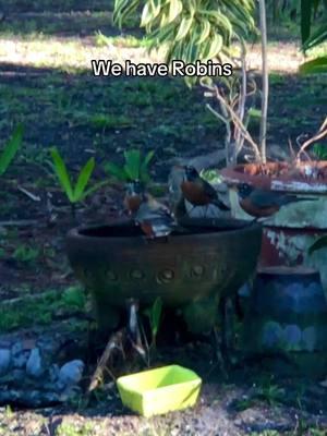 I am so happy that Robins have come to visit, must be real cold weather coming to the north #lovenature #robins #mywildpetbirds #woodpecker #birds #fyp #doves #wildbirds #birdwatchers 