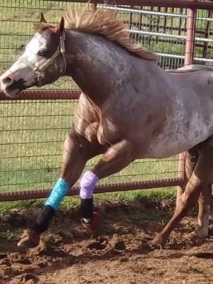 #galvancillo #horses #showhorses #fyp #caballos #ranchlife 