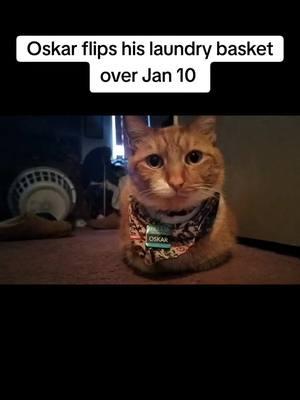 #orangecat #catsoftiktok #PetsOfTikTok #oskar 