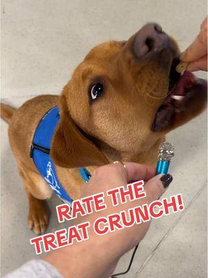 Our #servicedogs’ favorite challenge yet.🦴🐾 (They all get 10/10 for cuteness!)  #servicedog #dog #dogs #dogsoftiktok #servicedogsoftiktok #labrador #caninecompanions #canineorg #fyp #foryou #servicedogintraining #dogtok #treatchallenge #crunch #ratethings #futureservicedog #goldenretriever #DogTraining #dogtreats #yum #yummy #cutedogs #asmr #tinymic 