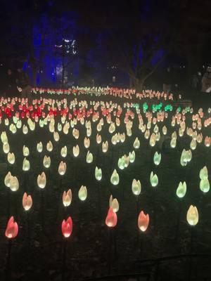 Absolutely breathtaking!!😍 @Descanso Gardens #lightshow #walkthroughlights #lacanadaflintridge #enchantedforestoflight #socal #tulips 