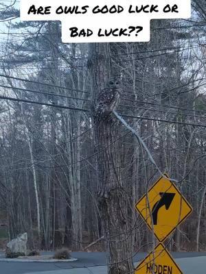 What's the deal with #owls ??  #maine #mainecheck #mainegang 