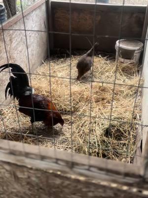 Vamos con todo 🔥💯 #gallos #gamefowl #rooster #hen #liper #swetaer #maclain #claret #mrt #gallo #gamefowl #gamebird #gallos #rooster #game #fyp