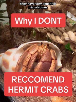 WOULD YOU KEEP HERMIT CRABS? 🐚🦀 Did you know before I became an environmental biologist that I adopted hermit crabs irresponsibly?! Now these animals are one of my key factors in my studies and works in understanding arthropod biology and intelligence. These incredible animals have long lifespans and delicate needs that may not be up to the task for everyone who wants them. Do you think you’d be a good hermit crab keeper? #pets #bugtok #animals #zoology #insects #invertabrates #arthropods #biology #entomology #science #crab #hermitcrab #aquarium #hermitcrabcare 