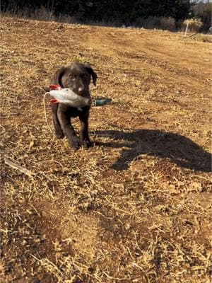 Certified Good boy #duckhunting #philrobertson #gundog #viral 