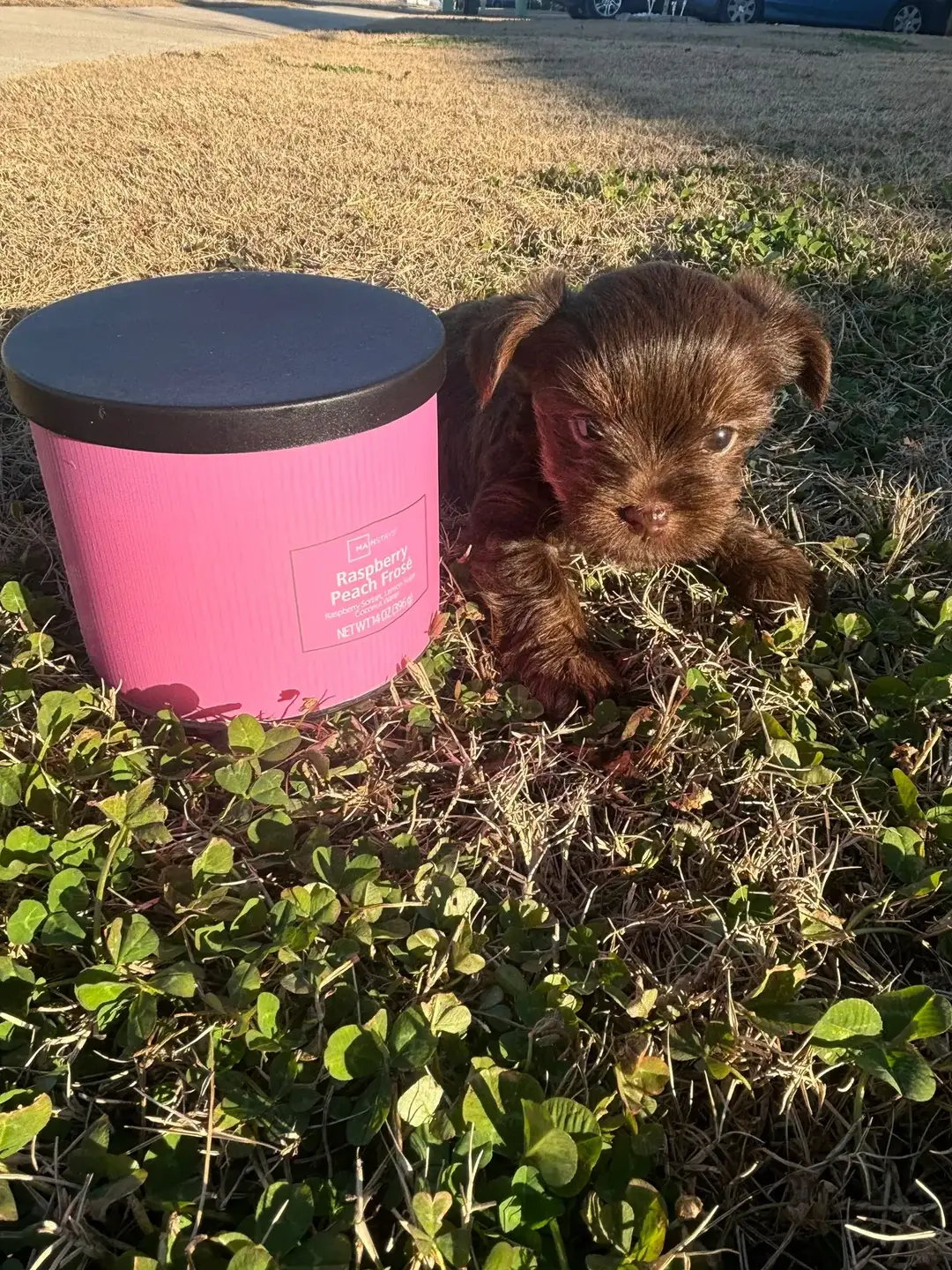 🌟 Tiny Treasures: Teacup Yorkies & Candles 🌟 Like candles that light up a room, our teacup Yorkies bring warmth and joy in the smallest, sweetest package. 🕯️🐾 ✨ Perfectly small, just right for snuggles. ✨ Brighten every space with love and playfulness. ✨ Unique, irresistible, and full of personality. Ready to add a little light to your life? DM us to meet your tiny treasure today! 💕 #TeacupYorkies #SmallButMighty #PuppyLove