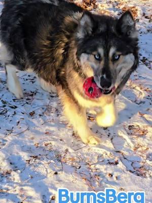 Hello from Sparkles ❤️. #sparkles #sparky #ball #playingball #burnsbergkennels #snowdogs #sleddogs #sleddogteam #pack #huskypack #husky #huskylife #huskysoftiktok #huskypuppy #huskylove #huskytalking #huskytalk #huskysiberiano #huskytok #huskies #huskiesoftiktok #huskiestalk #siberian #siberianhusky #siberianhuskies #siberianhuskypuppy #huskys #huskysoftiktok #huskysiberiano #huskysquad #huskysiberian #woolyhusky #dog #dogsoftiktok #dogs #dogsofttiktok #dogsoftiktokviral #dogsvideo #dogsontiktok #dogstagram #winter #snow #packlife #team #dogteam #huskyteam #huskycolors #winter #wonderland #burnsbergkennels  #winterwonderland #holiday #holidays #christmas #thanksgiving #holidaycheer #family #friends #snow #snowy #snowyseason #foryoupage #fyp #fypシ #fypシ゚viral 