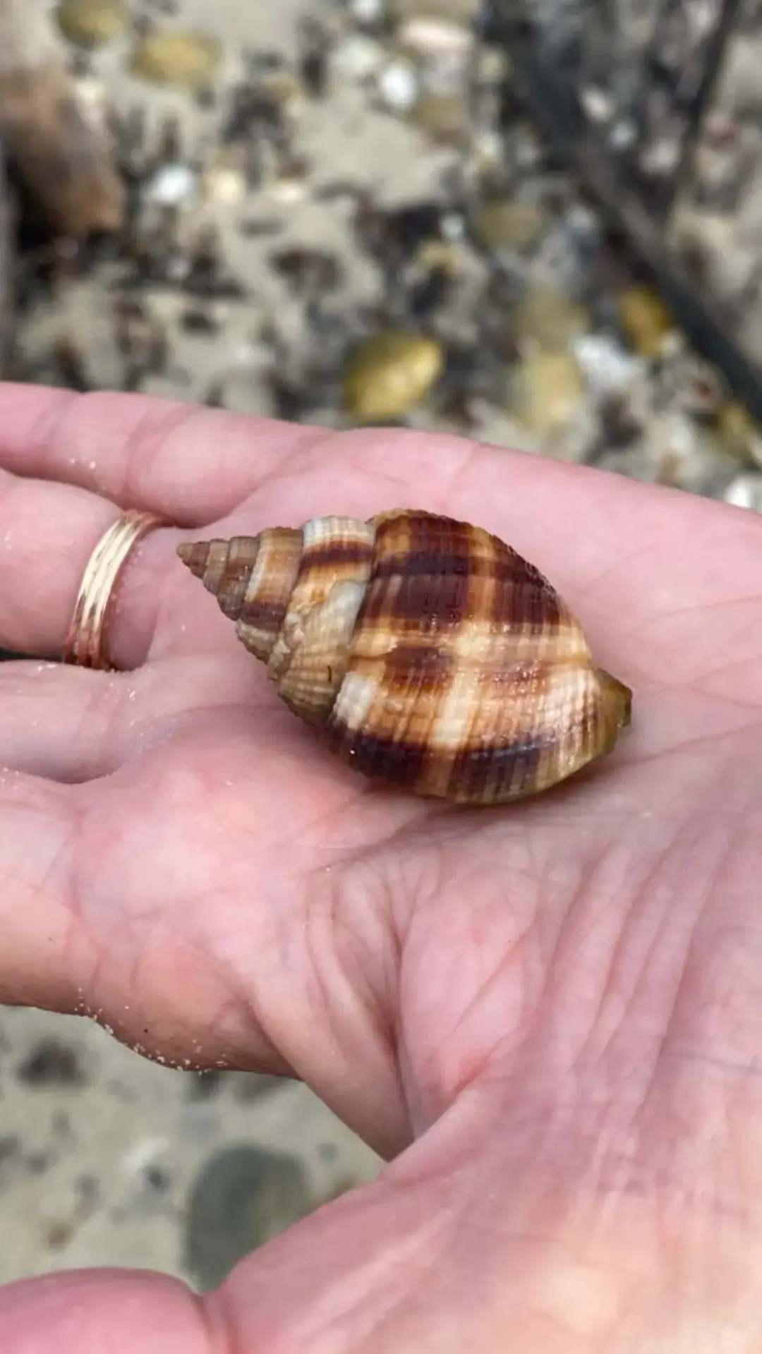 Best Shelling Spots on Marco Island 🏝️ It’s the weekend Shellers 🙌  If you haven’t booked your Shelling Tour it’s not too late.  Hop online and get it booked. We have a few openings this weekend on our Shared 🐚Tours . We would love to explore with you.  🐚 www.treasureseekersshelltours.com 239-571-2331 🐚 Only Collect Empty Shells  🐚 🐚 Photo Credit : Shell Guide Leah 🧜🏼‍♀️ 🐚 #shell #shellers #collectart #sisesacollections #goodtimes #treasures #treasurehunting #treasureseekersshelltours #gulfcoasttours #gulfcoasttoursllc #besttours #shoregoods #shoregoodsmarcoisland #shellers #shellmarcoisland #treasureseekersshelltours #gulfcoasttours #shoregoodsmarcoisland #wavesonwaves #shoregoods #shoregoodsmarcoisland #waves @BESTBEACHES @Gulf Coast Tours @GoodlandFLVacationRentals @Ken @🌴Carol Elizabeth🐚☀️ @Shore Goods @10k_islands_shell_club @🤧🤧 