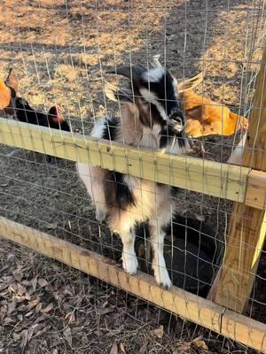 Waffles is in a rut. Will the cattle panels hold him back? Stay tuned.  #homestead #foilhatgang #goatsoftiktok #farmanimals #relatable 