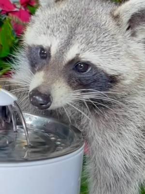 Wild raccoon are eating cookies and drinking water from the fountain #asmr #raccoonlife #raccoonsoftiktok #raccoon #babyraccoon #fyp #theraccoonvillage #eating @The Raccoon Village @The Raccoon Village 