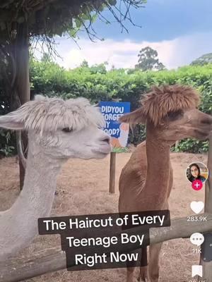 Teen boys hair these days are 😶‍🌫️😮‍💨 #teenboy #boyhair #llama #badhair #teen 