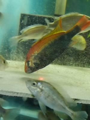 I never knew cichlids did this… #cichlids #cichlid #cichlidtank #aquariums #aquarium #fishtank #fishtanks 