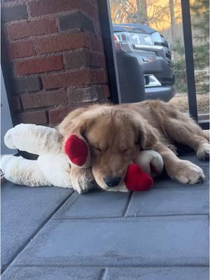 his favorite toy 🧸 #goldenretriever #goldenretrieverpuppy #goldenretrieversoftiktok #puppylove #sleepypuppy #happydog #goldenretrieverlife #goldensoftiktok #goldenpuppy  