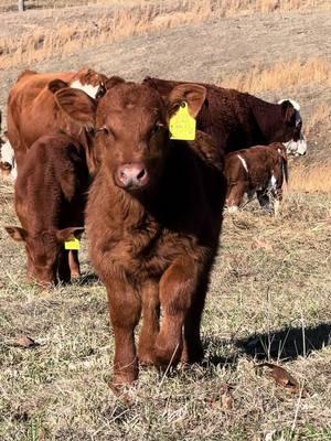 Making friends 💓 #redangus #justranchin #southernmo #calftok ##ranchtok #drover