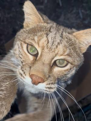 To be booped by Manka (kinda - she only could reach the top of my phone)  #boop #bobcat #cutecat #funnycat #catsanctuary 