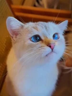 Three Things You Do That Your Cat Absolutely Hates – And Why! #cat #catfacts #cats #catsoftiktok #facts 