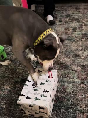 #christmas2024 #pennythepitbull #pennythepittie #pitbullsoftiktok #foryourpage #fyp 