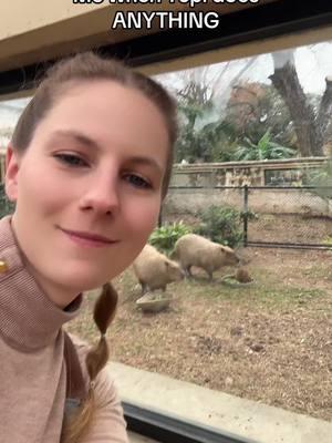 Anything Tupi does is adorable! Long live the little Capybara king!! 🥹🥹🥹 #capybara #tupi #sanantoniozoo #knightsoftherotundtable #moodeng #pestothepenguin 