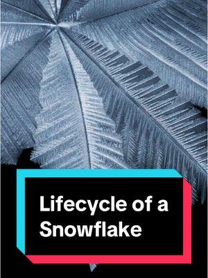 Have you ever wondered how snowflakes form? Program coordinator Heather Van Zyl is here to tell you about the lifecycle of a snowflake. #WillCounty #ForestPreserve #nature #snow #winter 