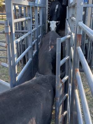 Begining to off load the additions.  He picked up a few pairs.  #cows #cattle #steer #calfs #ranch #farm #farmlife #foryou #beef #farming #farmingsimulator22 #family #cowboy 