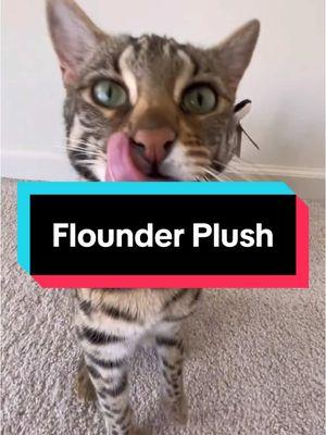 #floundercat #floundermeatloaf #flounderkitty #bengalcat #ocelot #leopardcat #catsoftiktok #bengalcatsoftiktok #bengalcatlove #purrmaid #funnycats #funnycatsoftiktok #funnycatvideo #onthisday 