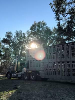 Got the #cows offloaded and separated in the portable #corral. #Working them tomorrow   #cowboy #foryou #cows #cattle #ranch #farm #farmtok #farming #beef #steer #farmlife 