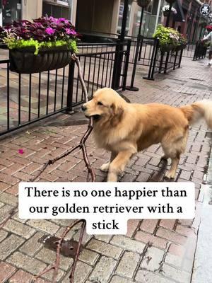 Big Stick Energy IB: @Duke the Golden Boy  #goldensoftiktok #goldenretriever #fypシ #stickseason #bde 