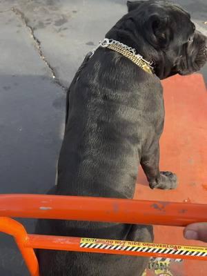 Calm and collective taking a stroll through @The Home Depot always socialize and train your Cane Corso’s to the best of your ability to bring the best out in your dog #dogsoftiktokviral #bigdogsoftiktok #doglife #PetsOfTikTok #bigdog #canecorsoforlife #dogsoftiktok #canecorso #workingdog #dog 