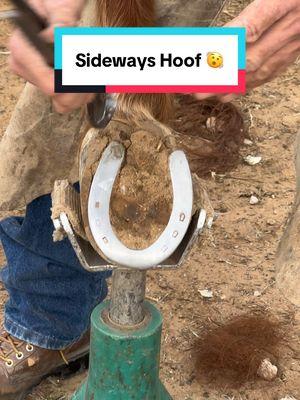 Sideways Horse Hoof Shoeing 🐴 #animalsoftiktok #horse #horsesoftiktok #CleanTok #veins #shoes #hoofcleaning #horsesoftiktok