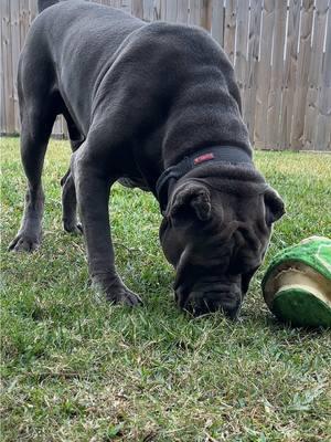 The way he bounces when he runs ! #canecorso #stacxxcanecorso #canecorsoitaliano #canecorsomastiff #fypシ 