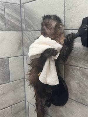 Willow’s getting all squeaky clean!! #willowkate #shower #allclean #capuchin #monkey #monkeyoftiktok 