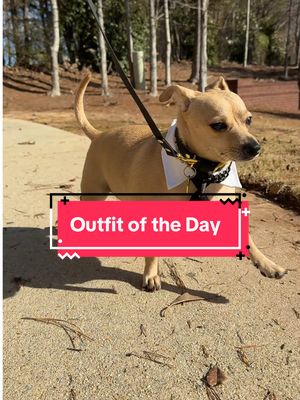 Strutting through the day with paws-itively perfect style! 🐾✨  Tie: @Amazon @Amazon Fashion  Chain: @Doggy Glam Boutique  Custom Leash: @Trill Paws  #chancetheprancer #SlowMoVibes #DogFashion #ZoomiesInStyle #prancing #dogsoftiktok #dogsofinstagram  #OOTD #FurryStyle 