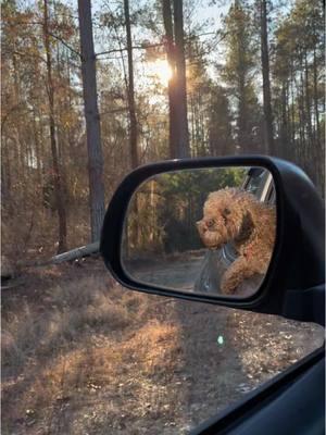 Post doggy bath on a Friday kinda vibe! #dog #friday #sunshine #microgoldendoodle #lainey #ellalangley #family #mommasbaby #spoiled #fyp 