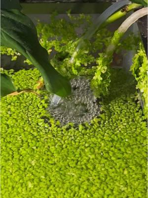 quick duck weed maintenance 🌱 #fishtank #aquarium #duckweed #cleanup #fy #aquatic #plants #nature 