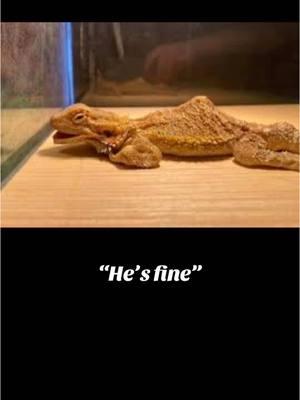 I’m so grateful when I’m able to help people, but often it’s met with ignorance, and this is neglectful to these gorgeous creature. It’s not fair #greenscreen #beardeddragon #beardiesoftiktok #mortythebeardie #jasonthebeardie #mbd #survivingisntthriving 