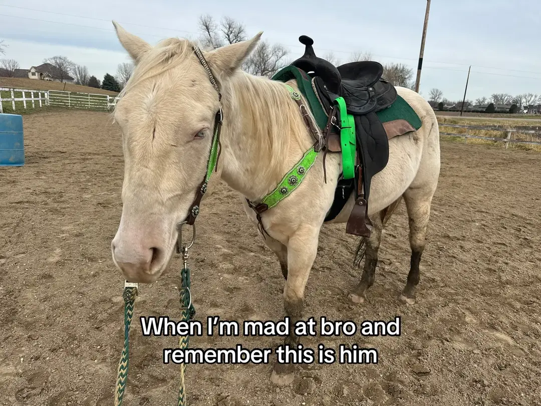 Why did no one tell me their baby pics are on the back of their papers??💀💀 #horse #baby #aqha #babyhorse #cremello #cremellohorse #quarterhorse #horsetok #horselove #horselover #horsetrend #cutehorse #whitehorse #aqhahorse #horserider #horseriding #equestrian 