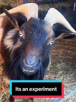 It’s a bit of an experiment🤣🐐 #nigeriandwarfgoats #minigoats 