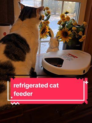 #creatorsearchinsights #cat #catsoftiktok #catfood #catfeeder #refrigerator #catcate #catitems #must have #pet #dog #newyearnewaura #TikTokShop #tiktokshopyearendsale #giftideas 