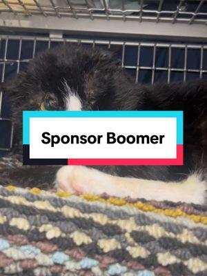 Boomer left for his fospice home today! He is an older guy with lots of issues but after his hard street life he deserves the comforts of a home for however long that might be! We are so happy to see him get out of a cage! He is such an inspiring survivor! Do you wish you could foster but can’t? A great way to help an individual cat is by sponsoring them monthly! Comment “Boomer” to become his sponsor! We will send you the direct link!  Stay tuned for his progress!  #puppykittynycity #savealife #catsofinstagram #catcrisisnyc #senior #seniorpet #adoptaseniorcat #seniorpetsofig #adoptdontshop #seniorpetsofinstagram #puppykittynycity #savealife #fospice 